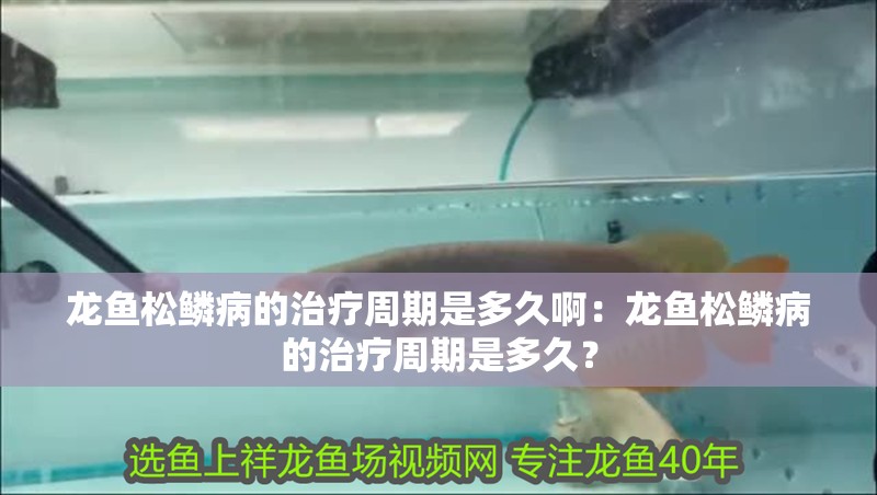 龍魚松鱗病的治療周期是多久?。糊堲~松鱗病的治療周期是多久？