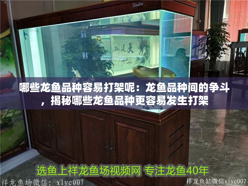哪些龍魚品種容易打架呢：龍魚品種間的爭斗，揭秘哪些龍魚品種更容易發生打架