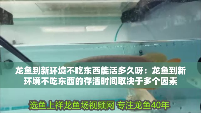 龍魚到新環(huán)境不吃東西能活多久呀：龍魚到新環(huán)境不吃東西的存活時(shí)間取決于多個(gè)因素 龍魚到新環(huán)境不吃東西能活多久呀：龍魚到新環(huán)境不吃東西的存活時(shí)間取決于多個(gè)因素 龍魚百科