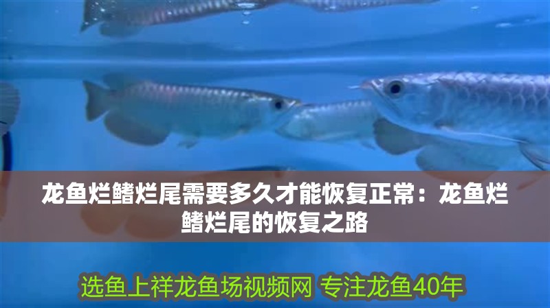 龍魚爛鰭爛尾需要多久才能恢復正常：龍魚爛鰭爛尾的恢復之路