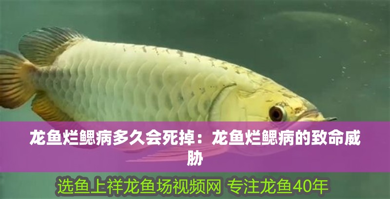 龍魚爛鰓病多久會死掉：龍魚爛鰓病的致命威脅