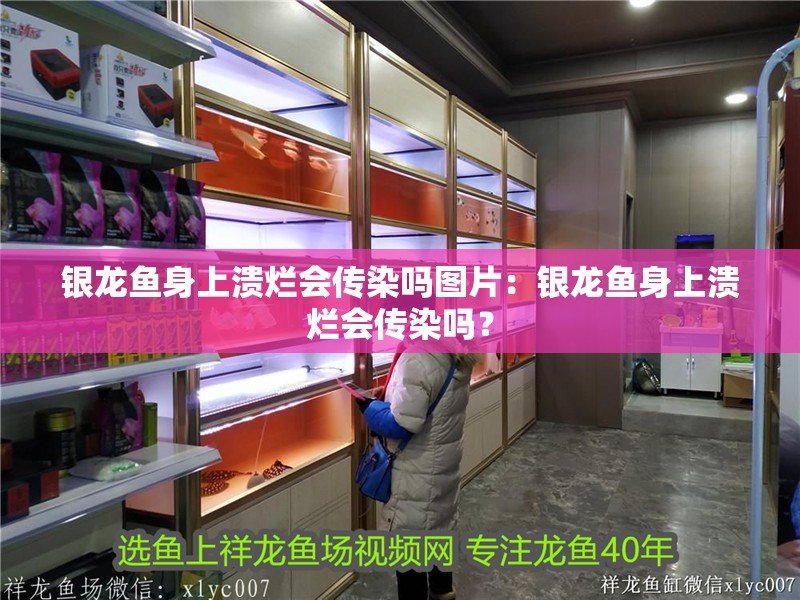 銀龍魚身上潰爛會傳染嗎圖片：銀龍魚身上潰爛會傳染嗎？