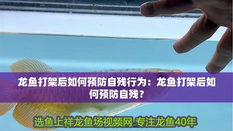龍魚打架后如何預防自殘行為：龍魚打架后如何預防自殘？