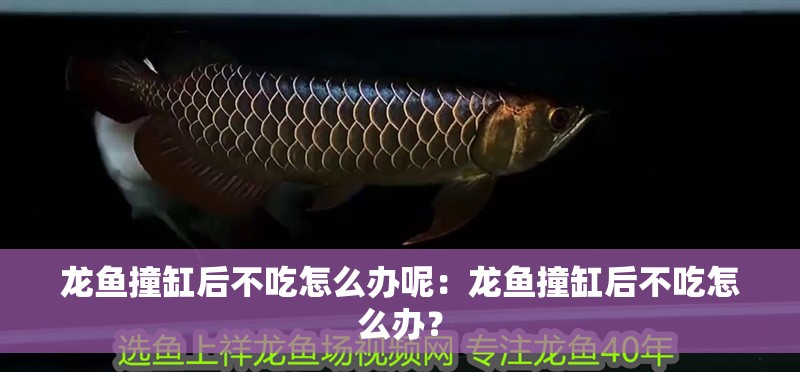 龍魚撞缸后不吃怎么辦呢：龍魚撞缸后不吃怎么辦？