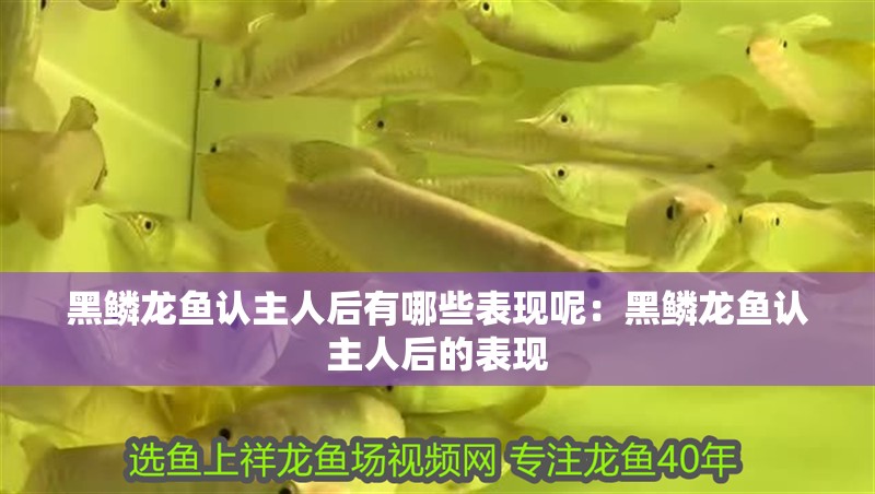 黑鱗龍魚認(rèn)主人后有哪些表現(xiàn)呢：黑鱗龍魚認(rèn)主人后的表現(xiàn)