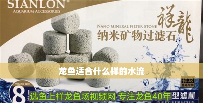龍魚適合什么樣的水流