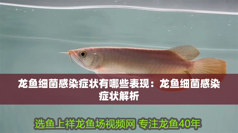 龍魚細菌感染癥狀有哪些表現：龍魚細菌感染癥狀解析