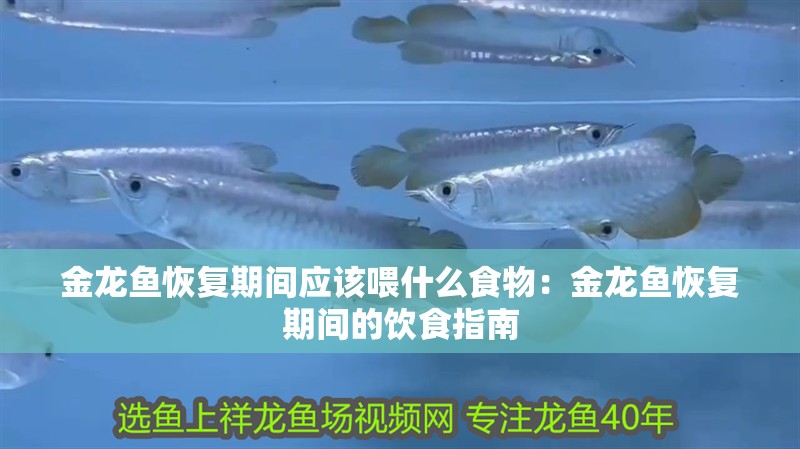 金龍魚恢復期間應該喂什么食物：金龍魚恢復期間的飲食指南