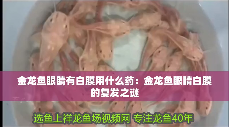 金龍魚眼睛有白膜用什么藥：金龍魚眼睛白膜的復發之謎
