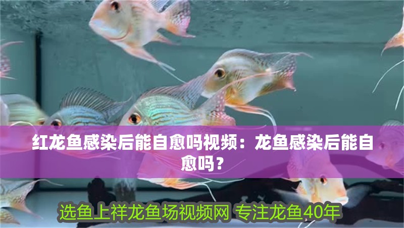紅龍魚感染后能自愈嗎視頻：龍魚感染后能自愈嗎？
