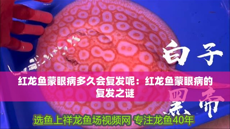 紅龍魚(yú)蒙眼病多久會(huì)復(fù)發(fā)呢：紅龍魚(yú)蒙眼病的復(fù)發(fā)之謎