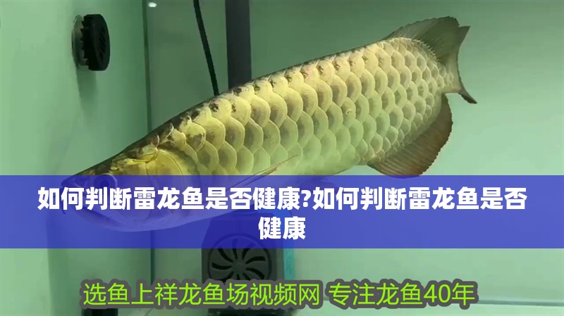 如何判斷雷龍魚是否健康?如何判斷雷龍魚是否健康