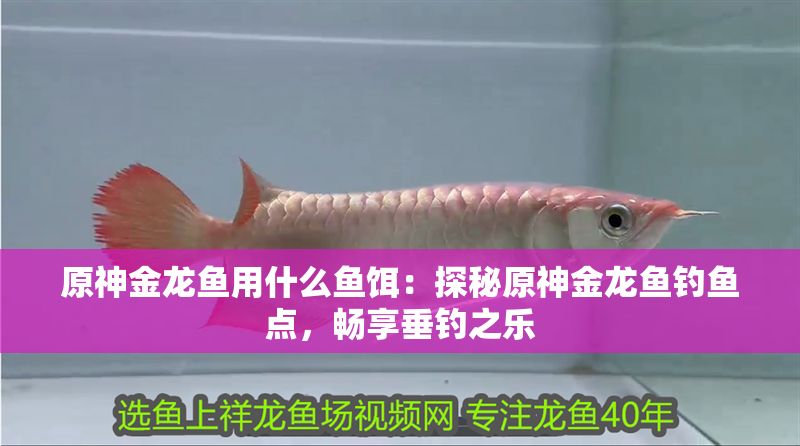 原神金龍魚用什么魚餌：探秘原神金龍魚釣魚點，暢享垂釣之樂