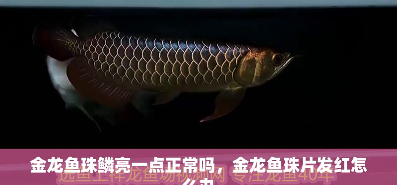 金龍魚珠鱗亮一點正常嗎,金龍魚珠片發紅怎么辦 龍魚百科 第2張 金龍魚珠鱗亮一點正常嗎,金龍魚珠片發紅怎么辦 金龍魚珠鱗亮一點正常嗎,金龍魚珠片發紅怎么辦 龍魚百科 第2張