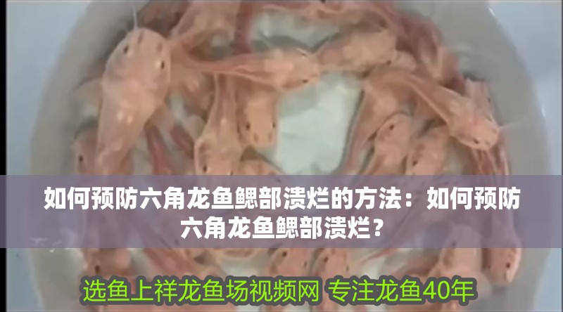 如何預防六角龍魚鰓部潰爛的方法：如何預防六角龍魚鰓部潰爛？