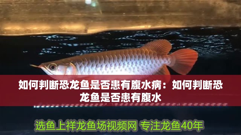 如何判斷恐龍魚是否患有腹水?。喝绾闻袛嗫铸堲~是否患有腹水