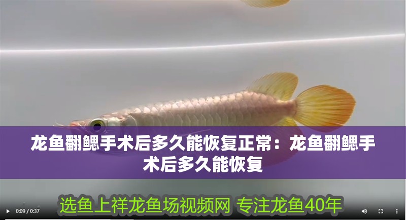 龍魚翻鰓手術后多久能恢復正常：龍魚翻鰓手術后多久能恢復
