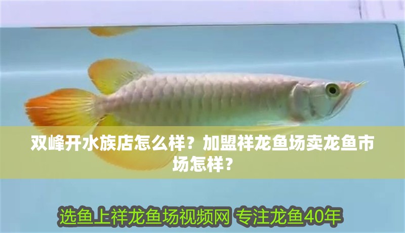 雙峰開水族店怎么樣？加盟祥龍魚場賣龍魚市場怎樣？