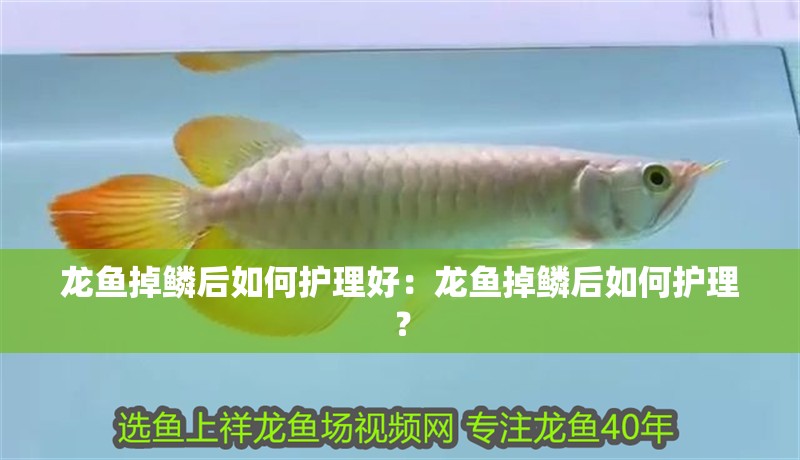 龍魚掉鱗后如何護理好：龍魚掉鱗后如何護理？