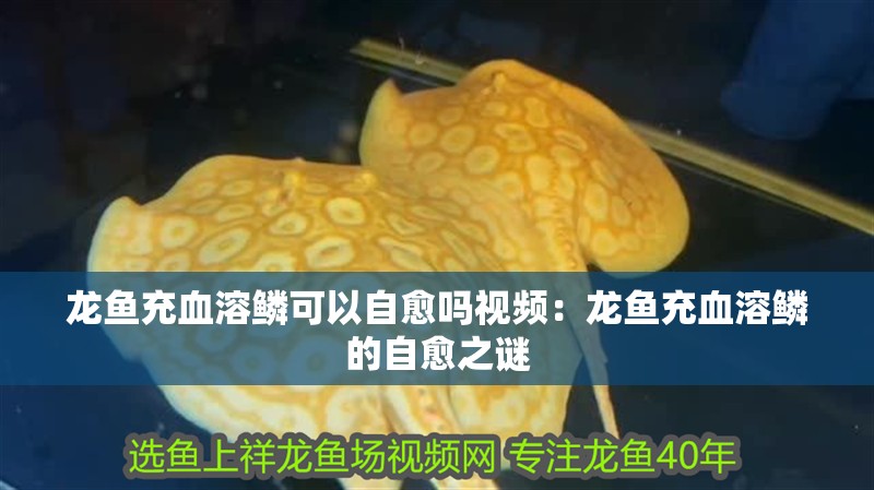 龍魚充血溶鱗可以自愈嗎視頻：龍魚充血溶鱗的自愈之謎