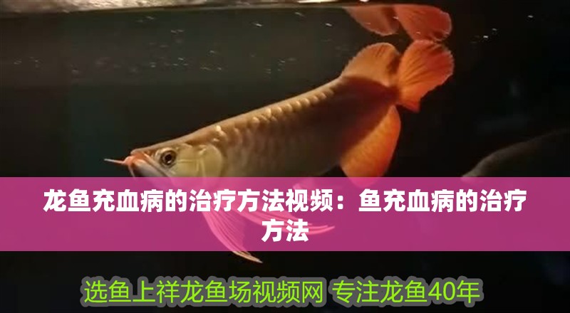 龍魚充血病的治療方法視頻：魚充血病的治療方法