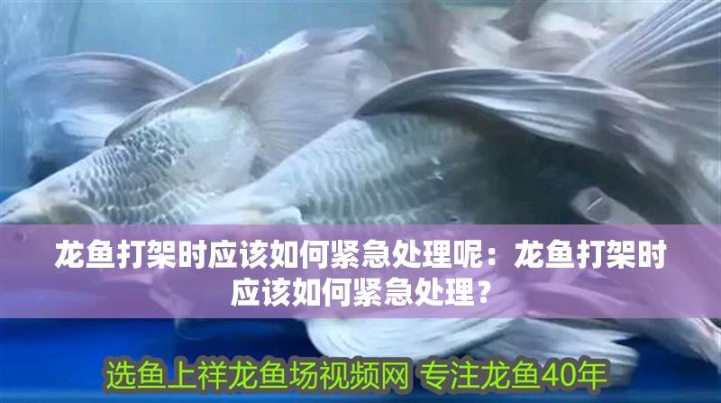龍魚打架時應該如何緊急處理呢：龍魚打架時應該如何緊急處理？