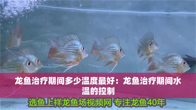 龍魚治療期間多少溫度最好：龍魚治療期間水溫的控制