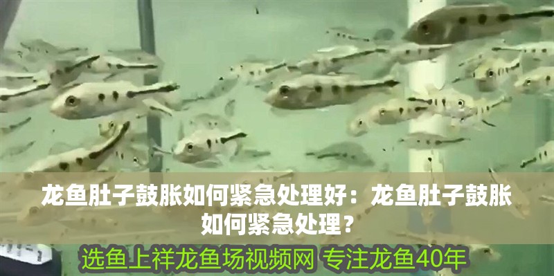 龍魚肚子鼓脹如何緊急處理好：龍魚肚子鼓脹如何緊急處理？
