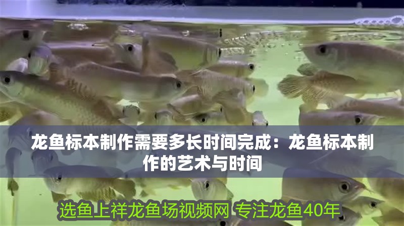 龍魚標本制作需要多長時間完成：龍魚標本制作的藝術與時間