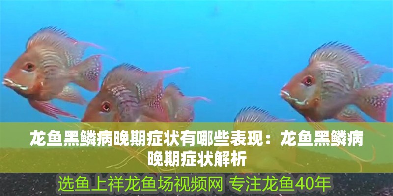 龍魚黑鱗病晚期癥狀有哪些表現：龍魚黑鱗病晚期癥狀解析