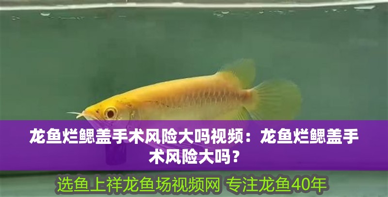 龍魚(yú)爛鰓蓋手術(shù)風(fēng)險(xiǎn)大嗎視頻：龍魚(yú)爛鰓蓋手術(shù)風(fēng)險(xiǎn)大嗎？