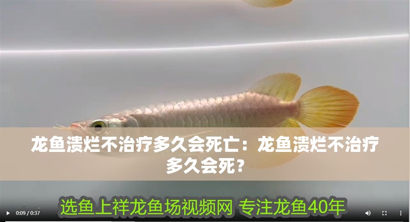 龍魚潰爛不治療多久會死亡：龍魚潰爛不治療多久會死？