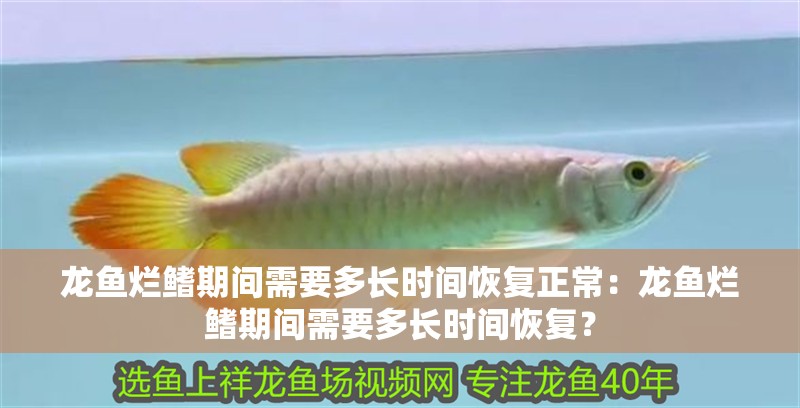 龍魚爛鰭期間需要多長時間恢復正常：龍魚爛鰭期間需要多長時間恢復？