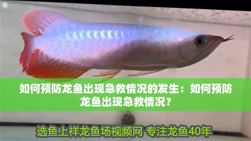 如何預(yù)防龍魚出現(xiàn)急救情況的發(fā)生：如何預(yù)防龍魚出現(xiàn)急救情況？