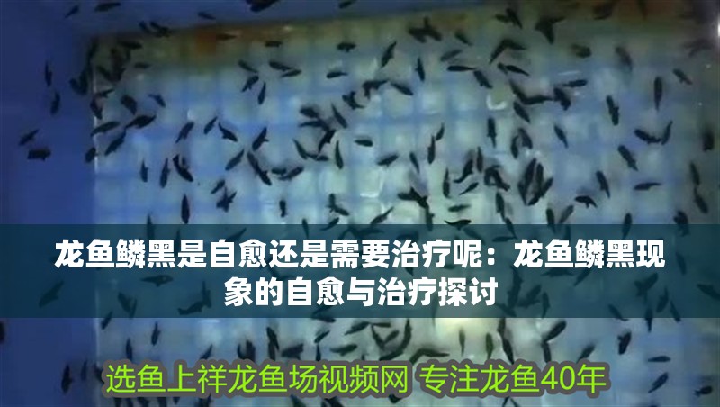 龍魚鱗黑是自愈還是需要治療呢：龍魚鱗黑現象的自愈與治療探討