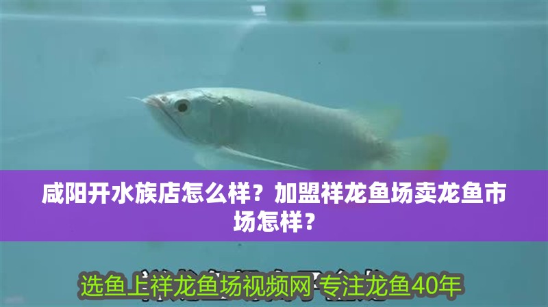 咸陽開水族店怎么樣？加盟祥龍魚場賣龍魚市場怎樣？