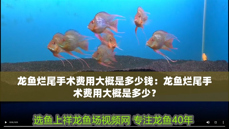 龍魚爛尾手術費用大概是多少錢：龍魚爛尾手術費用大概是多少？