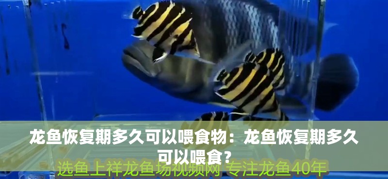 龍魚恢復期多久可以喂食物：龍魚恢復期多久可以喂食？