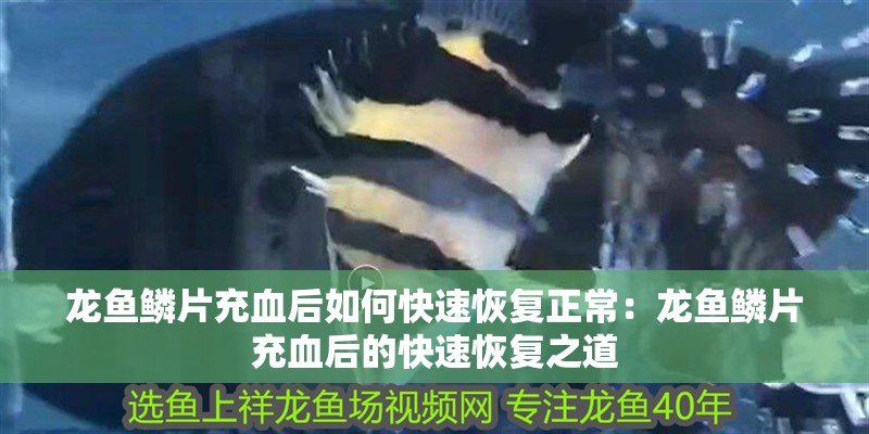 龍魚鱗片充血后如何快速恢復正常：龍魚鱗片充血后的快速恢復之道