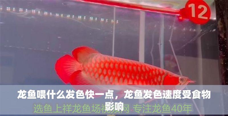 龍魚喂什么發色快一點,龍魚發色速度受食物影響 龍魚百科 第2張 龍魚喂什么發色快一點,龍魚發色速度受食物影響 龍魚喂什么發色快一點,龍魚發色速度受食物影響 龍魚百科 第2張