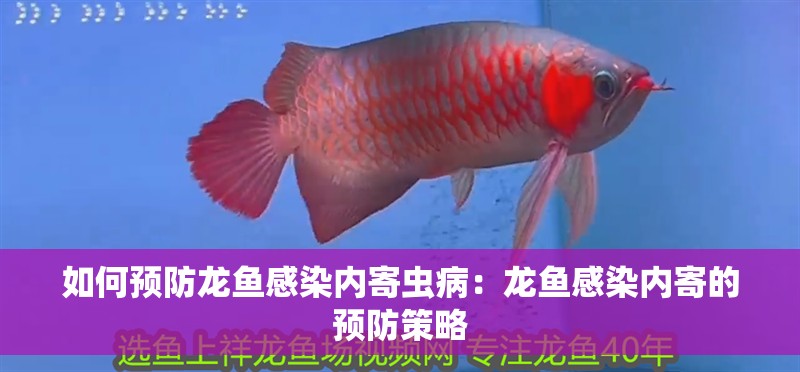 如何預防龍魚感染內寄蟲病：龍魚感染內寄的預防策略