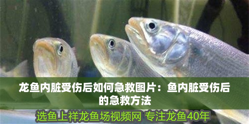 龍魚內臟受傷后如何急救圖片：魚內臟受傷后的急救方法