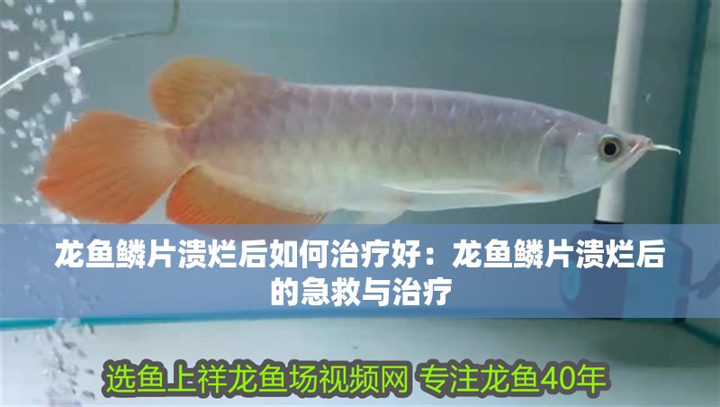 龍魚鱗片潰爛后如何治療好：龍魚鱗片潰爛后的急救與治療