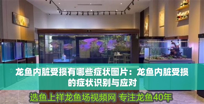龍魚內(nèi)臟受損有哪些癥狀圖片：龍魚內(nèi)臟受損的癥狀識(shí)別與應(yīng)對