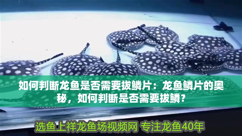 如何判斷龍魚是否需要拔鱗片：龍魚鱗片的奧秘，如何判斷是否需要拔鱗？