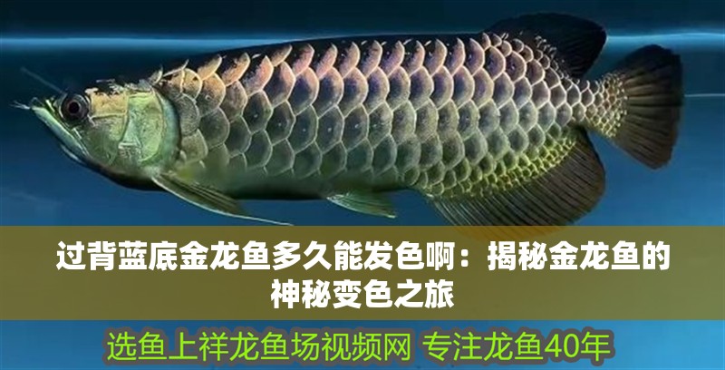 過背藍底金龍魚多久能發色啊：揭秘金龍魚的神秘變色之旅