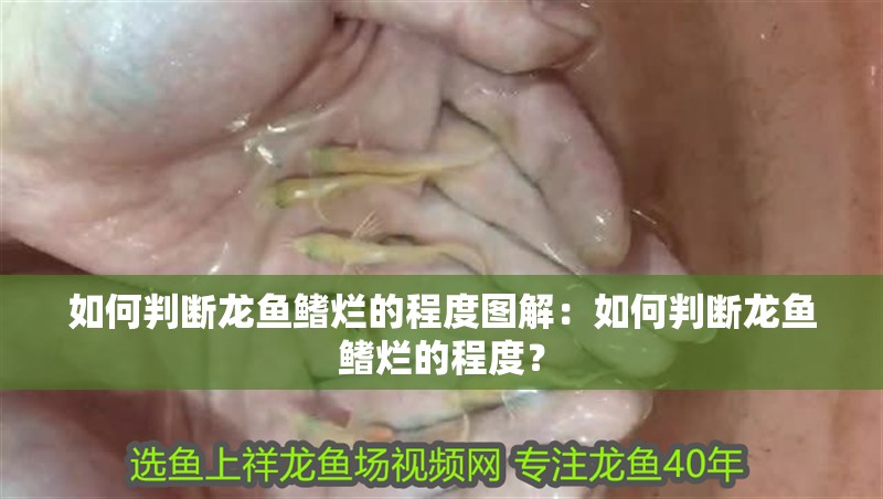 如何判斷龍魚鰭爛的程度圖解：如何判斷龍魚鰭爛的程度？