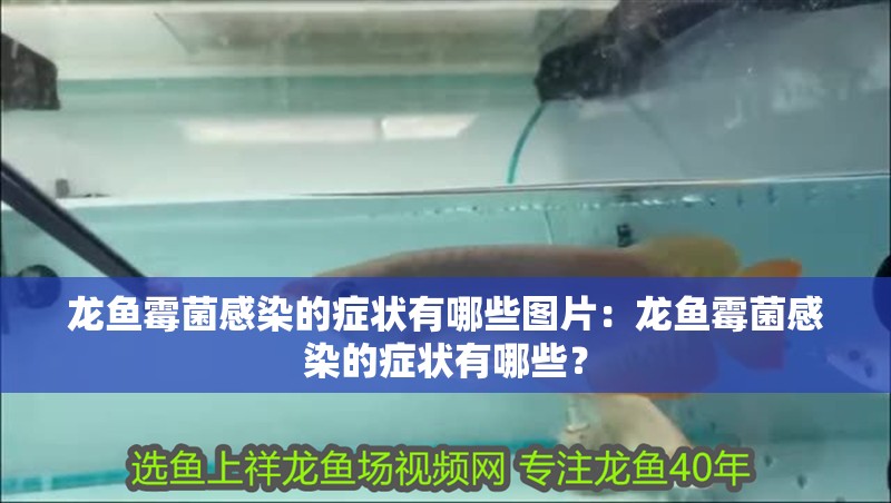 龍魚霉菌感染的癥狀有哪些圖片：龍魚霉菌感染的癥狀有哪些？