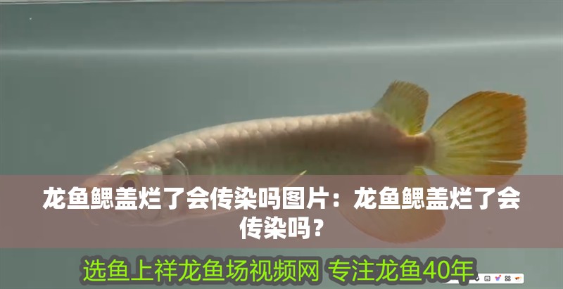 龍魚鰓蓋爛了會(huì)傳染嗎圖片：龍魚鰓蓋爛了會(huì)傳染嗎？