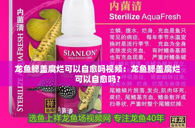 龍魚鰓蓋腐爛可以自愈嗎視頻：龍魚鰓蓋腐爛可以自愈嗎？